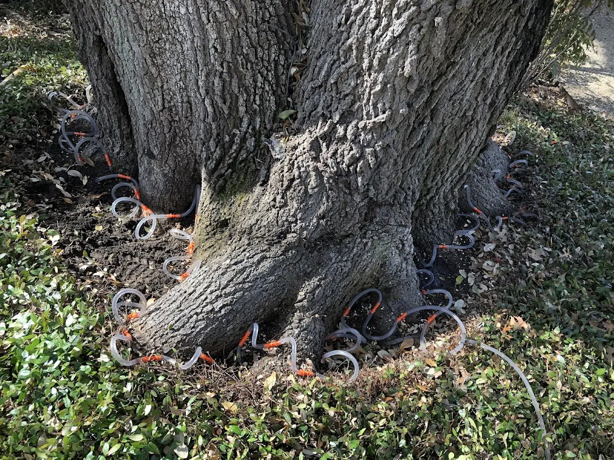 Detailed Tree Cabling and Bracing job site in Treece