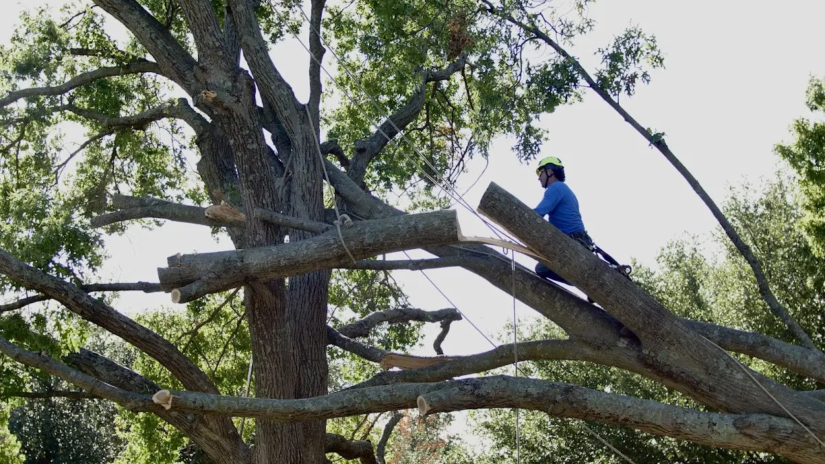 Professional Crown Thinning performed by certified arborists in Treece