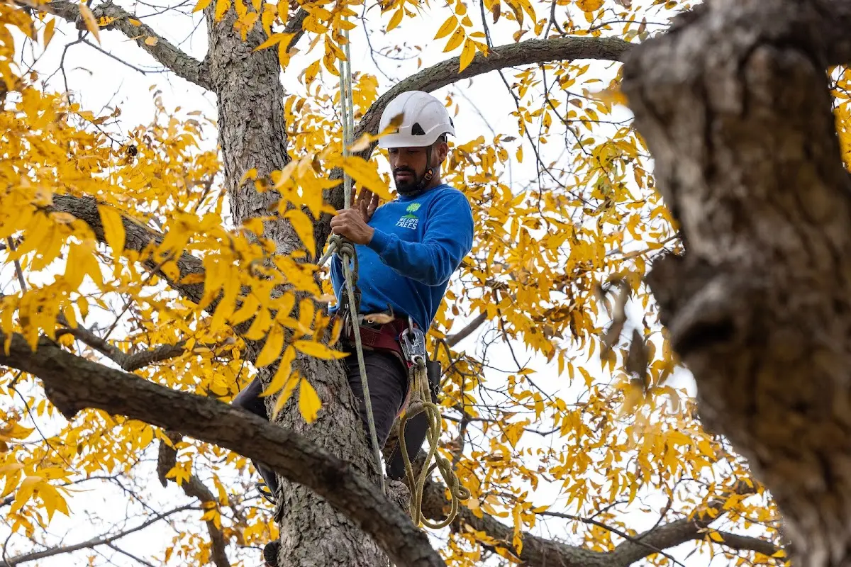 Skilled Tree Trimming crew working in Treece
